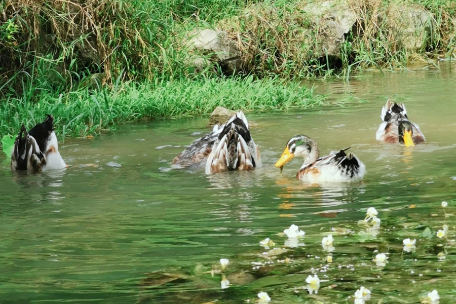 春风十里，都在河里