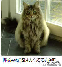 买猫防坑指南3：猫的价格规律，和三十种常见品种猫的合理价格