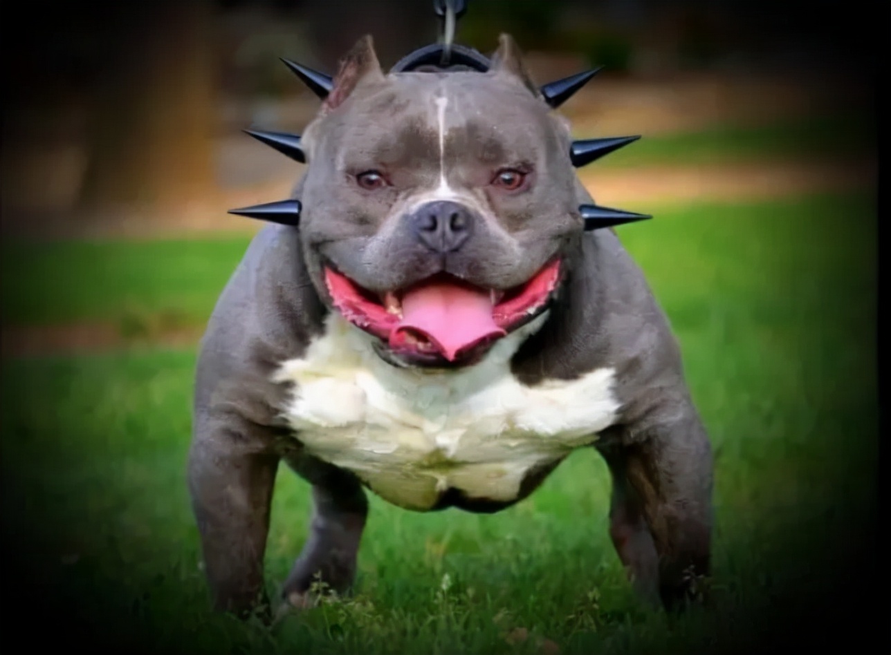 相信不少人都见过美国恶霸犬吧,它是一只特别霸气的