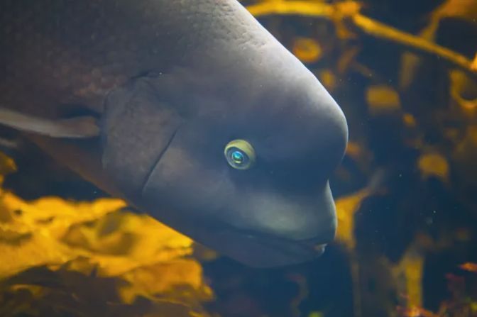 大开眼界的水中世界，向您介绍11种最奇特的鱼类