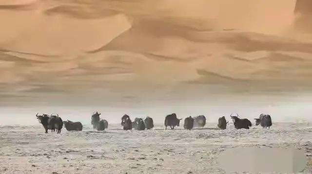 1912年，湘西王部队穿越羌塘无人区，断粮七个月，115人仅7人生还