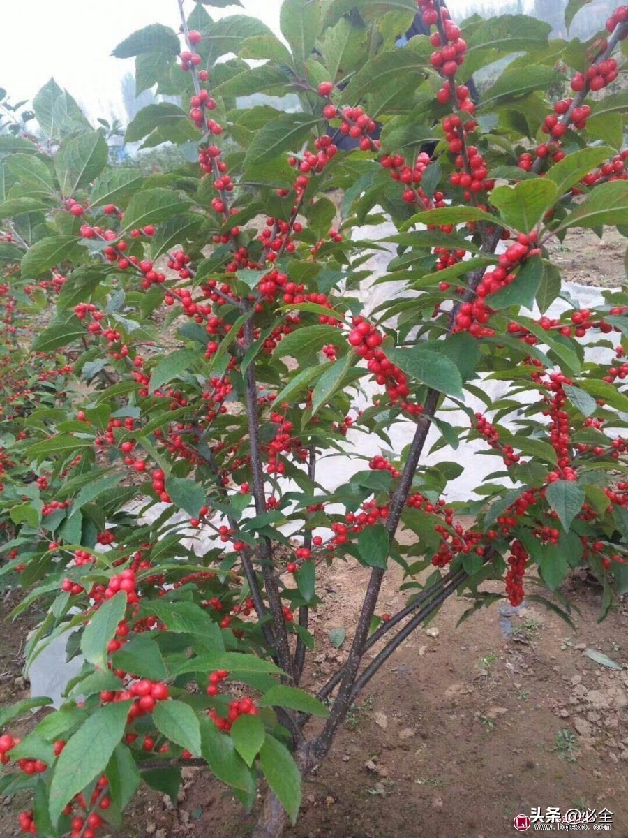 花坛植物有哪些（10个冬奥主题花坛的介绍）