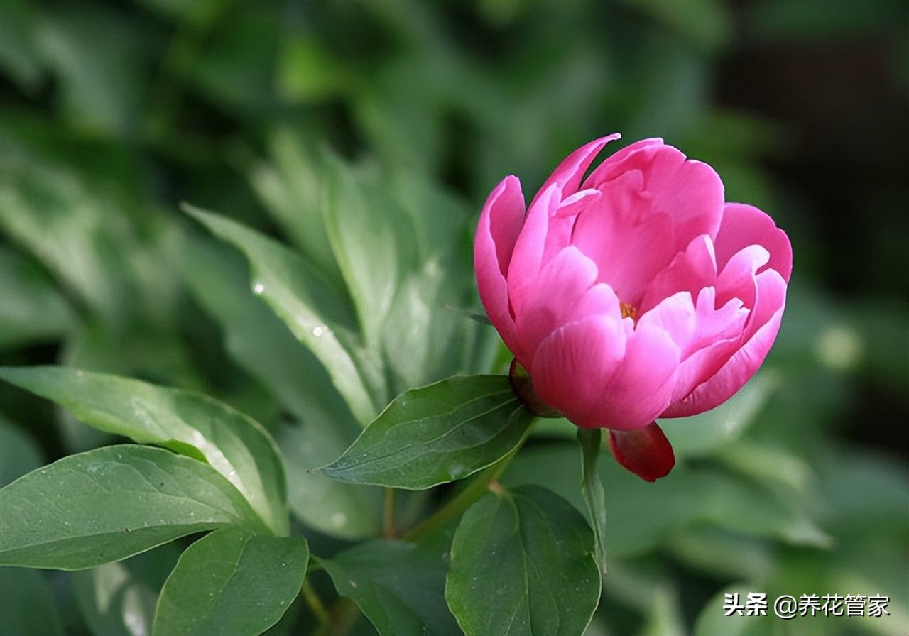 芍药是牡丹吗怎么辨别（详细解读牡丹和芍药的五大区别）