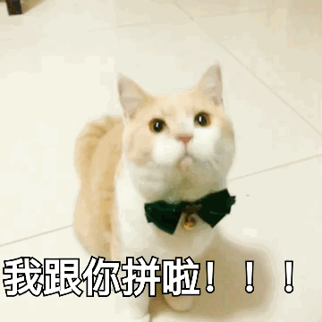 养猫，劝你不要随便养“母猫”，原因有这6个