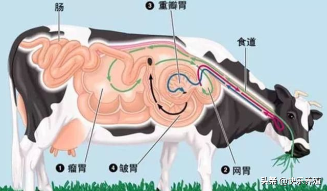 牛几个胃,牛几个胃分别叫什么,作用是什么?