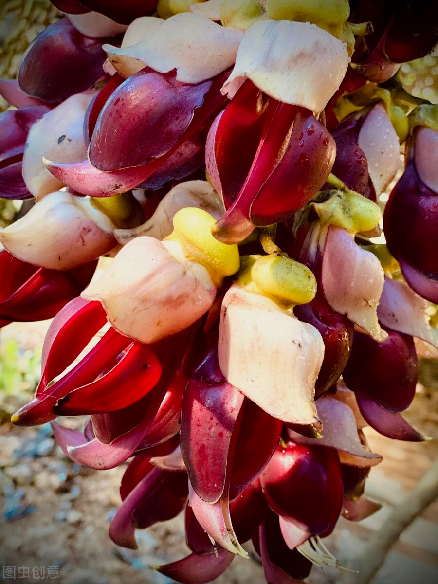 一花一叶一世界，携一缕阳光、时光清浅；悦一路繁花、岁月静美