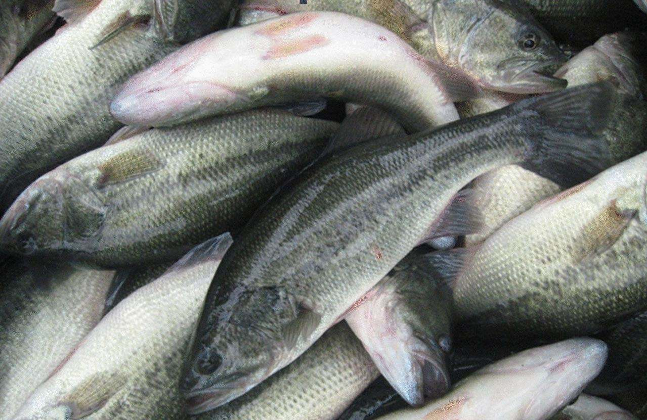 鱸魚是海魚嗎,鱸魚是海魚嗎?
