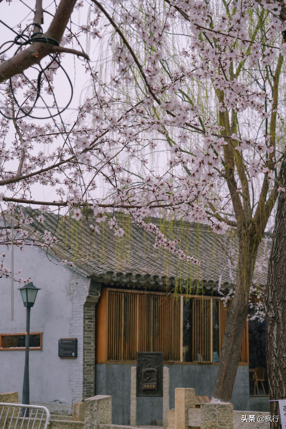 一夜之間，北京前門這個小公園，因為絕美桃花出瞭名；附拍攝攻略