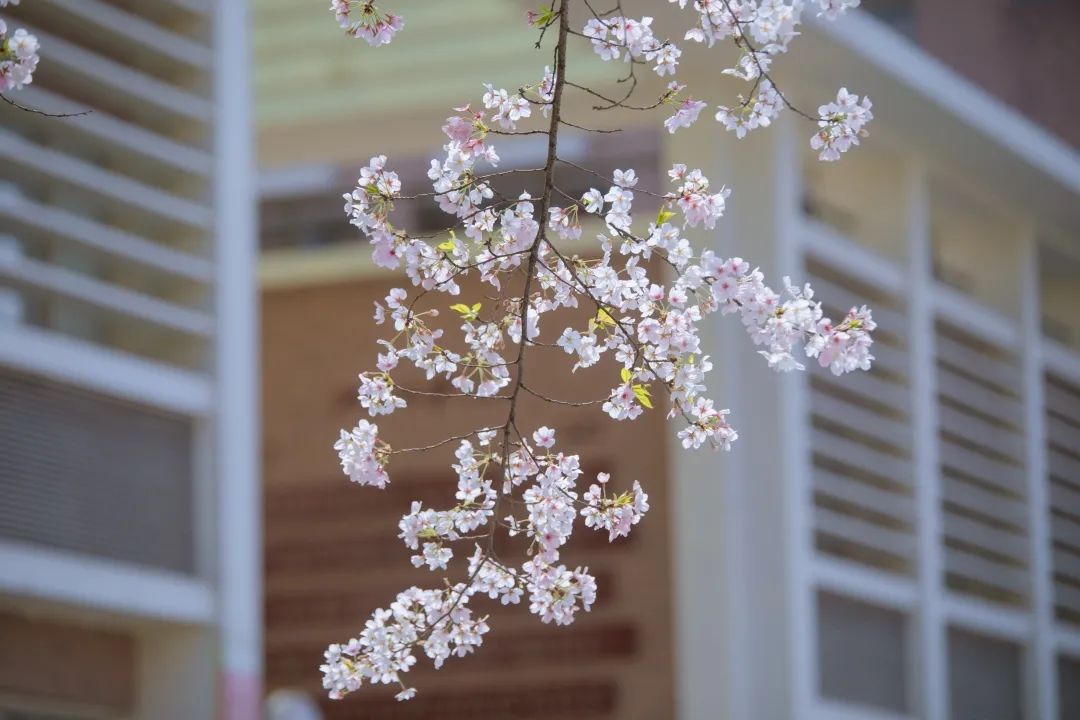 浙大樱雨，许你浪漫春光！每一张都可以做壁纸