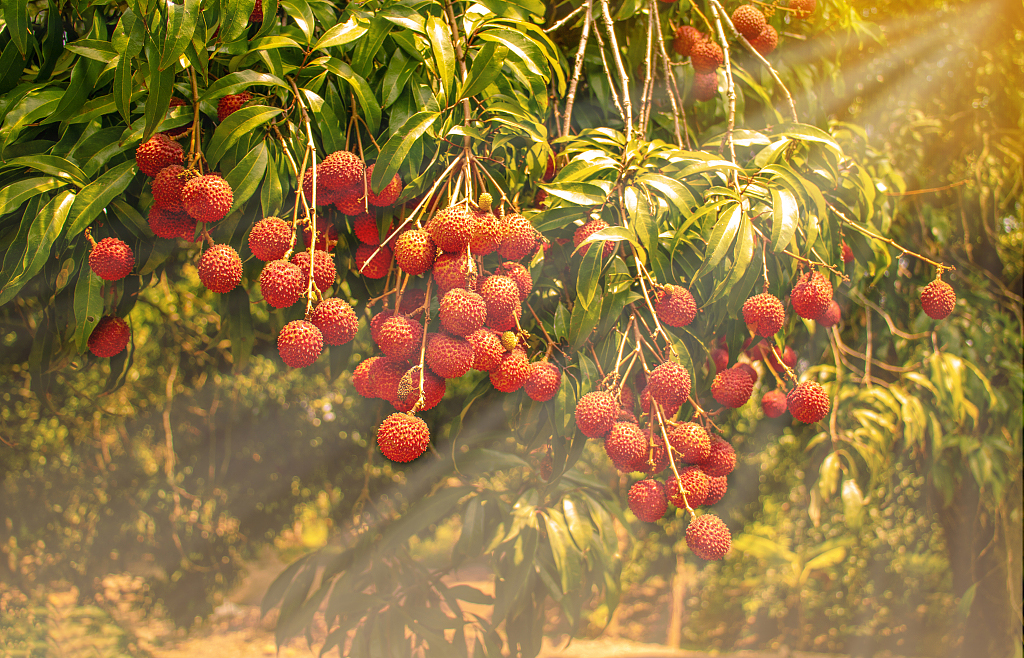 四川合江荔枝节开幕,阿里巴巴数字乡村,盒马鲜生采销启动