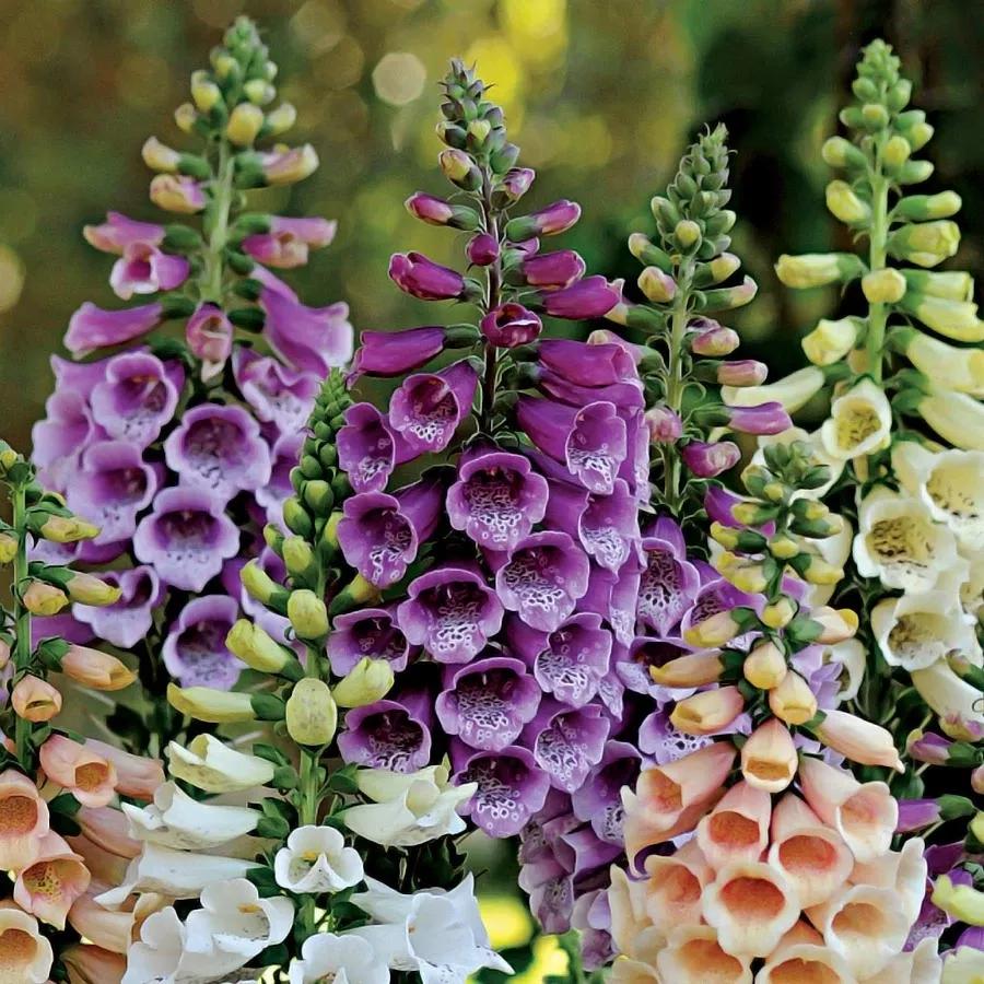 花朵美图｜温柔甜美的初吻、大丽花、耧斗菜花朵合集160张