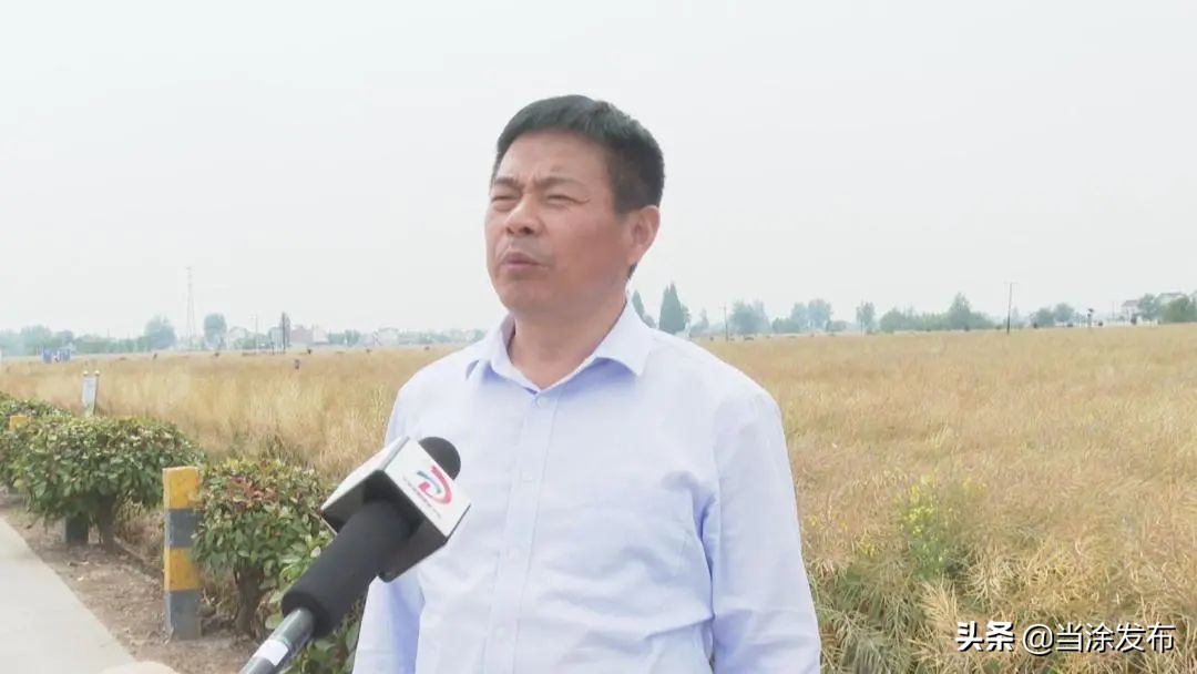 安徽当涂：赞！当涂推广油菜收割新技术 亩均减损15%以上