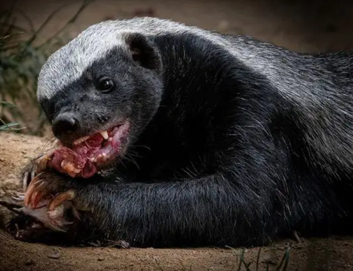 平头哥蜜獾(平头哥蜜獾十大格言)-图1