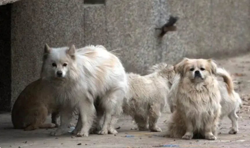 2016年，台湾女孩给700只狗安乐死后，将最后一针给了新婚的自己