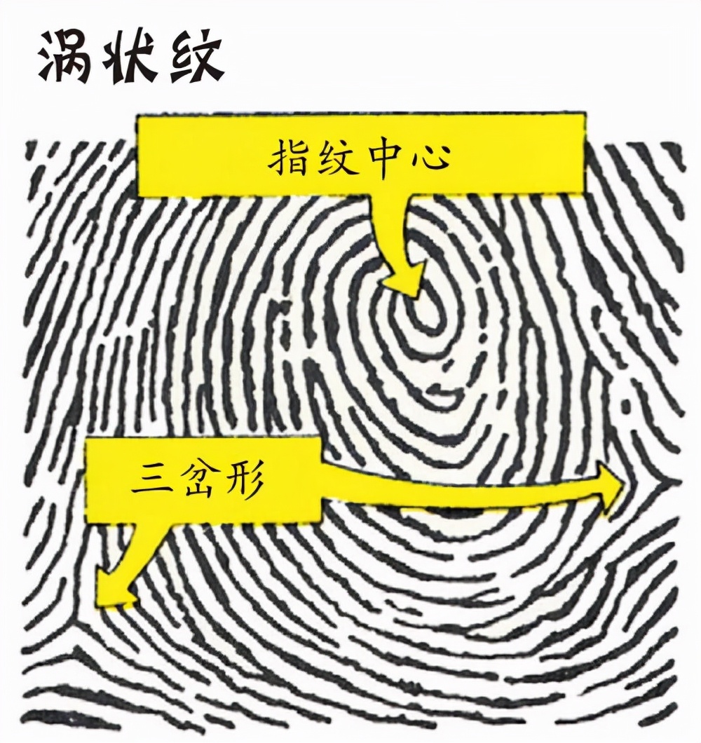 箕代贫、斗寓富、断掌的智慧高？中科院最新研究揭开指纹基因奥秘