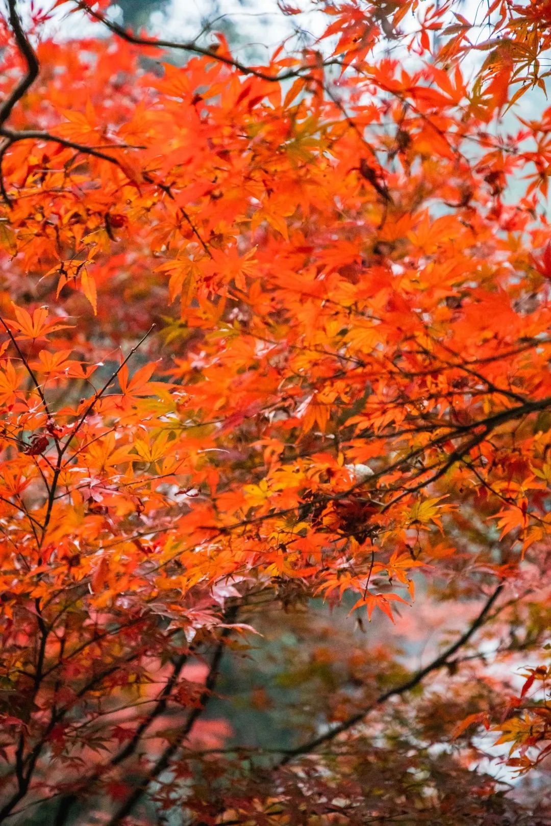 岳麓山，“枫”了！