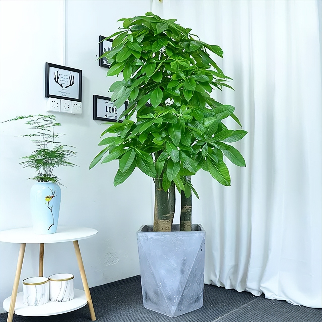 养发财树,记住1多3少,叶子翠绿又"招财"