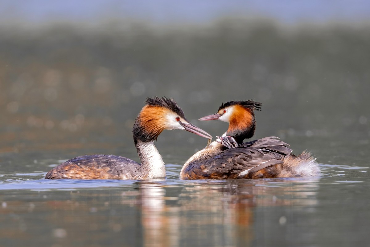 以热爱为名发现自然之美 那些野性瞬间背后<a href='http://www.jnbw.org.cn/?b=0' target='_blank' style='text-decoration: none;'>的</a>故事