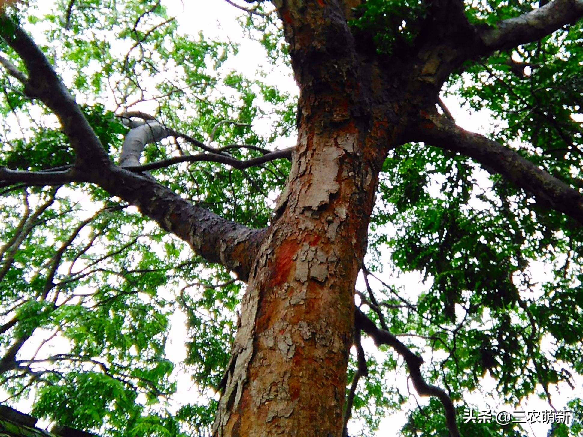 鸡翅木价格多少钱一方种花不如种