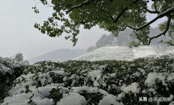 冬去春来，茶暖岁月长