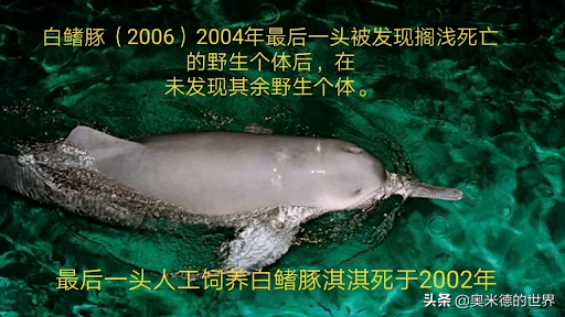十种因人类活动而灭绝的动物，再见“长江女神”白鳍豚