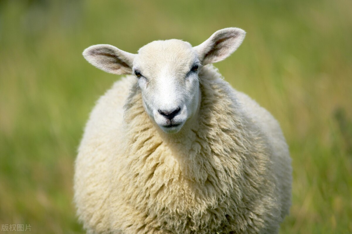 育肥羊漲價，羔羊也漲價啦，羊價第二春要來了？
