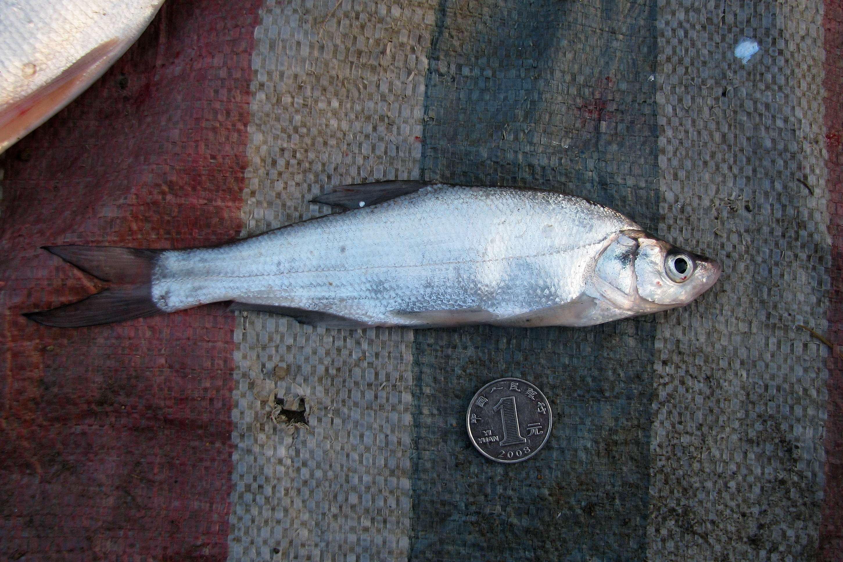 鱼种类图片大全和名字(黑龙江鱼类之) - 赤虎壹号