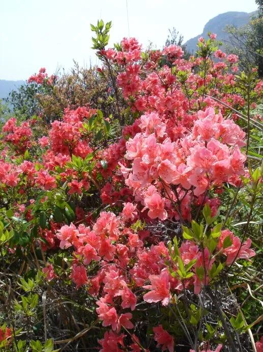 花把美丽留给人间，我写私语装饰花心