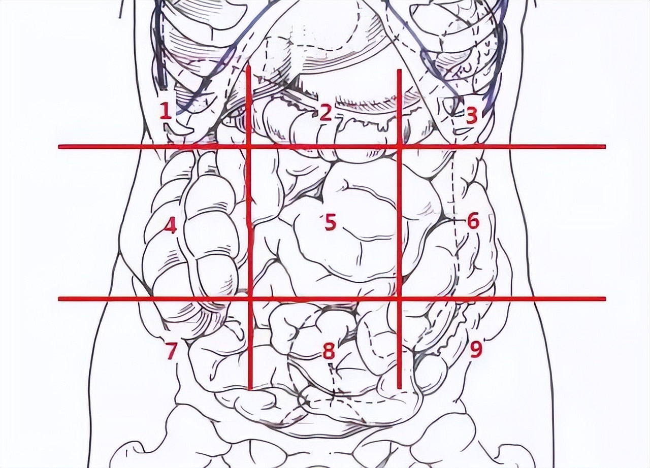 占了很大的区域,为了准确描述腹部症状所在的部位,可以将腹部划分成几