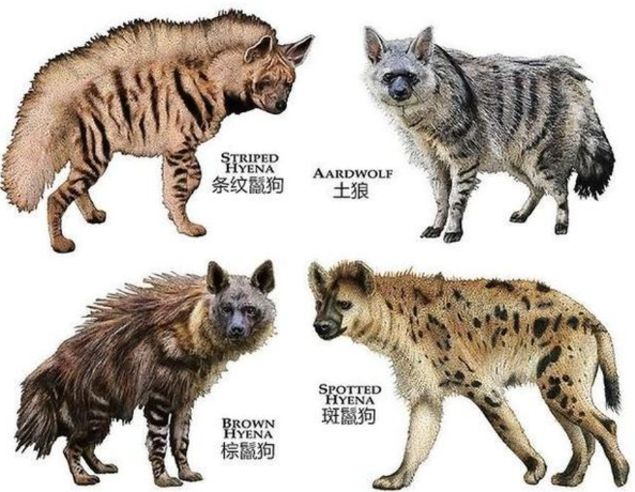 为什么斑鬣狗热衷于掏肛?被掏肛的动物,为何待在原地不跑?