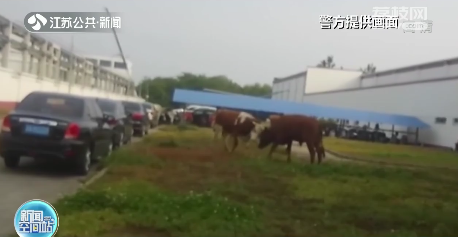 南京：六头牛集体&ldquo;出游&rdquo;惹下祸端损失主人担