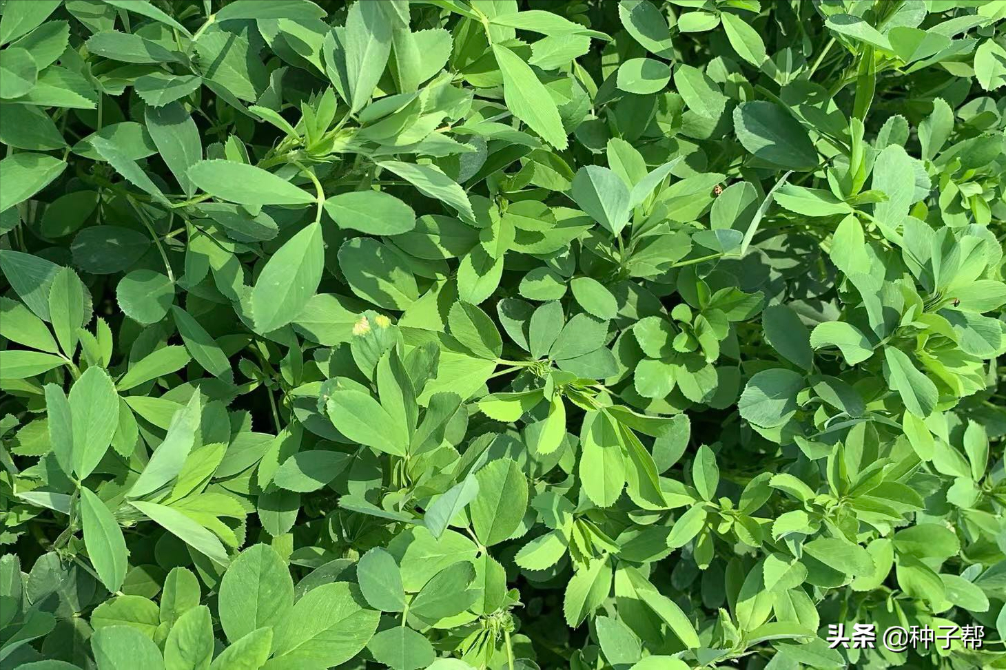 紫花苜蓿草图片(紫花苜蓿种植期间怎么施肥) - 赤虎壹号