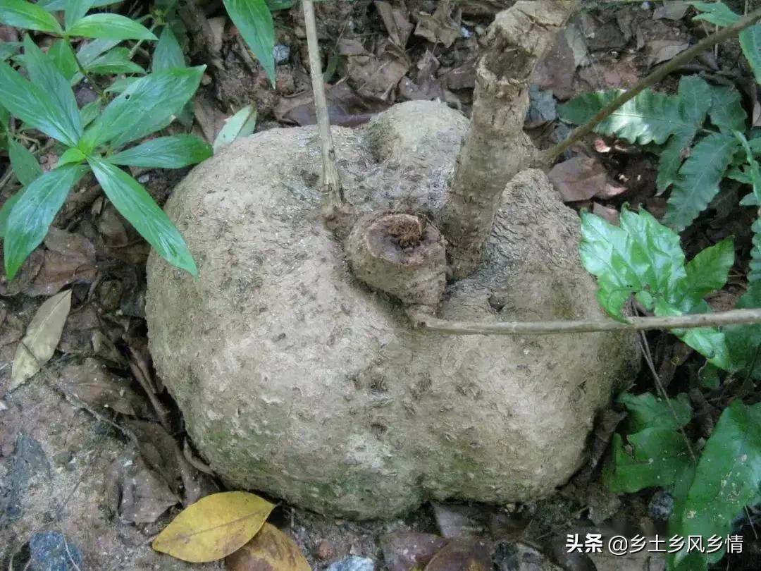 农村大叔3年前移植野生千金藤，亩收入2万，看他是如何种植的