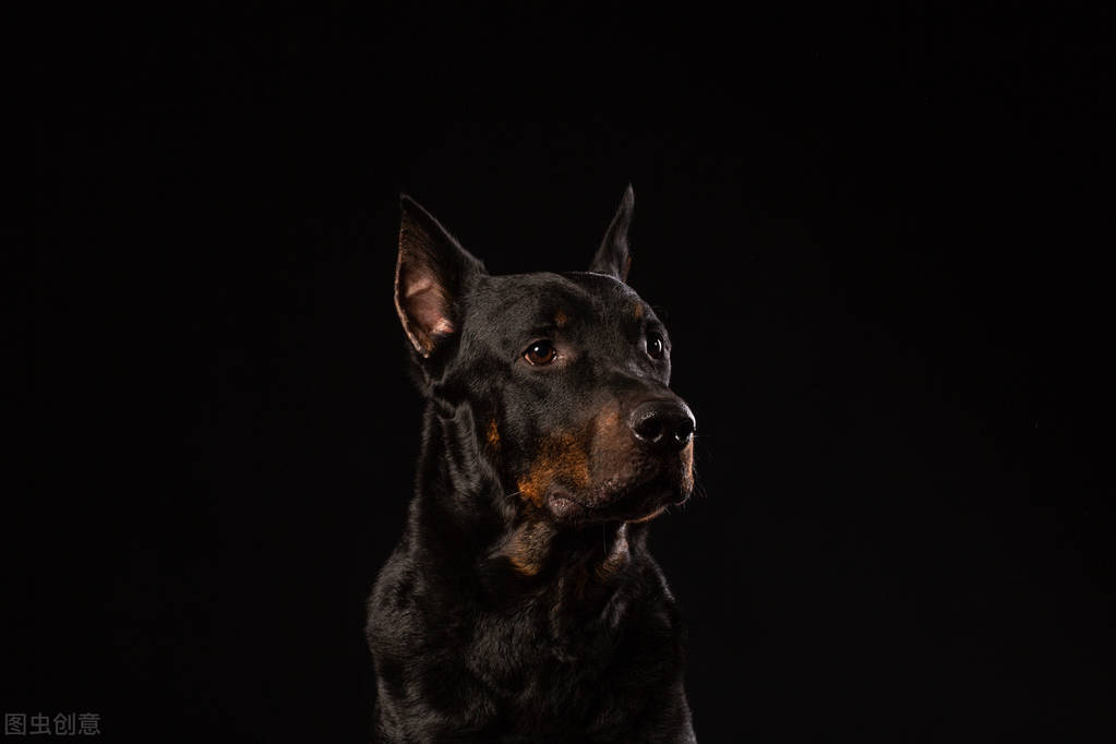 纯种杜宾犬多少钱一只？