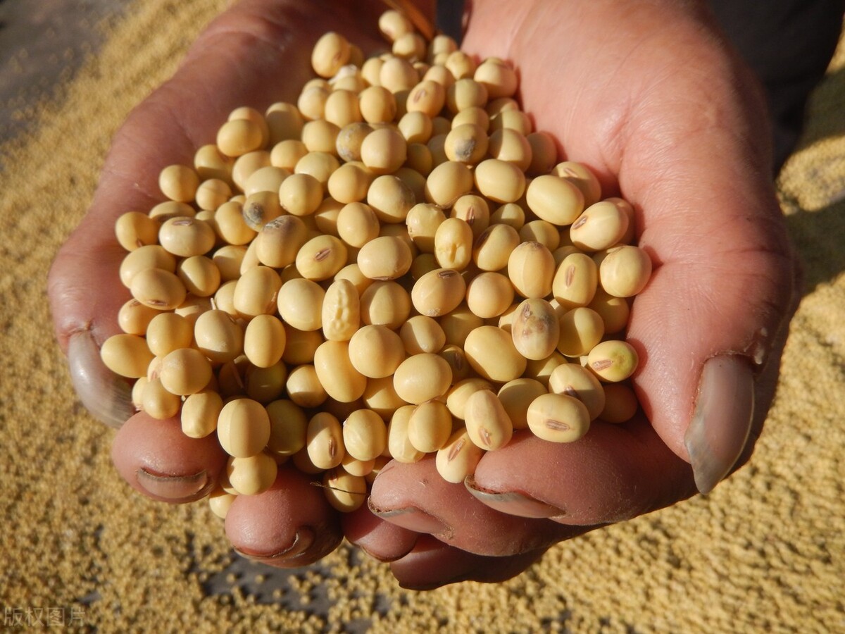 现在黄豆多少钱一斤(东北大豆价格) - 价格百科