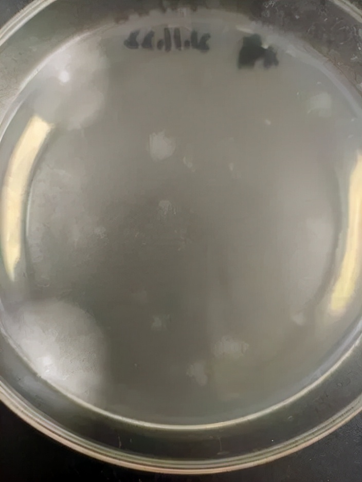 揭示水产养殖中水霉菌繁殖和侵染过程_细菌性病_西南