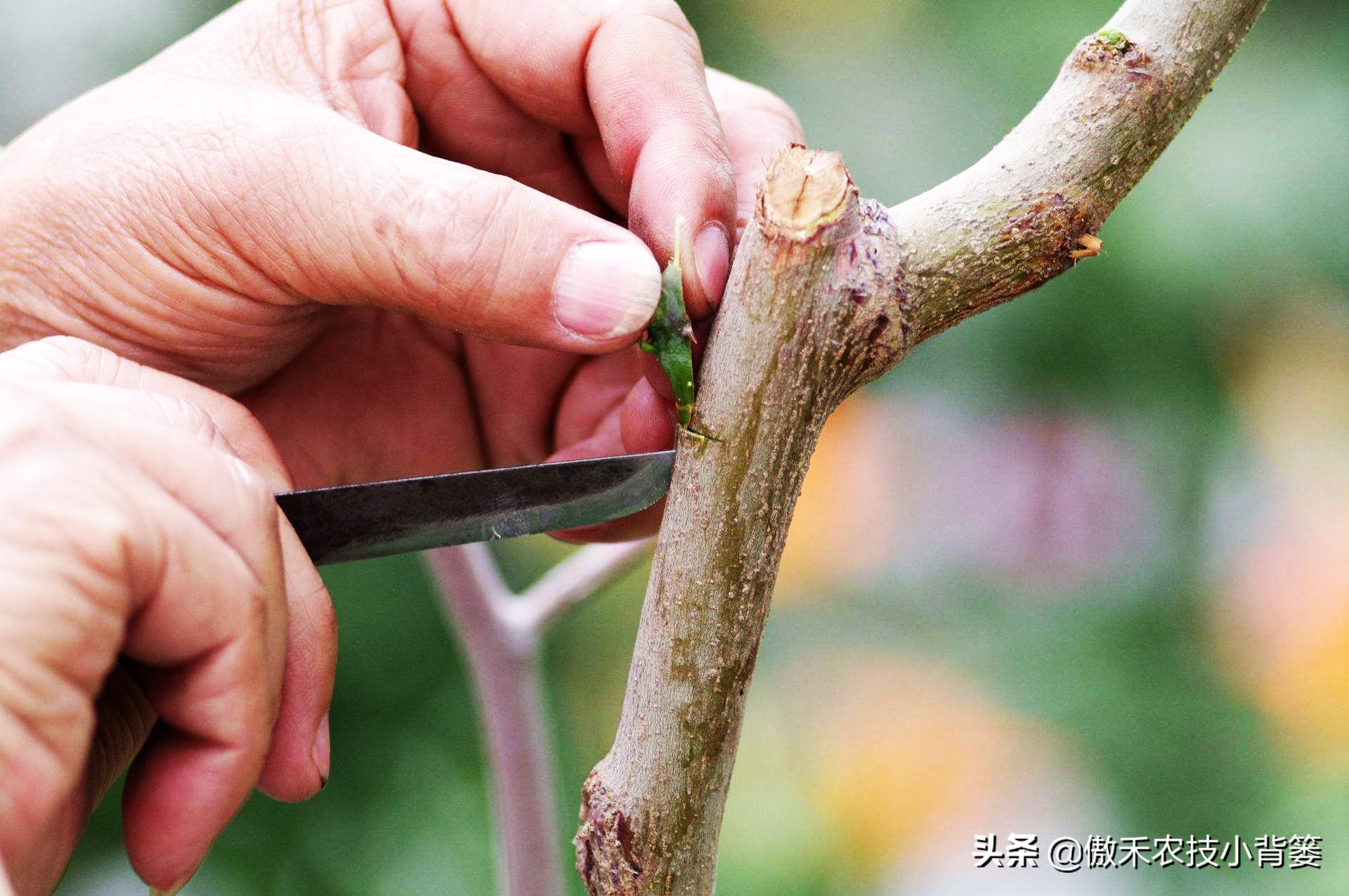 嫁接树的最佳时间是几月份（果树最细嫁接方法分享教学）