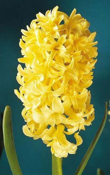 风信子——花开有时(13)