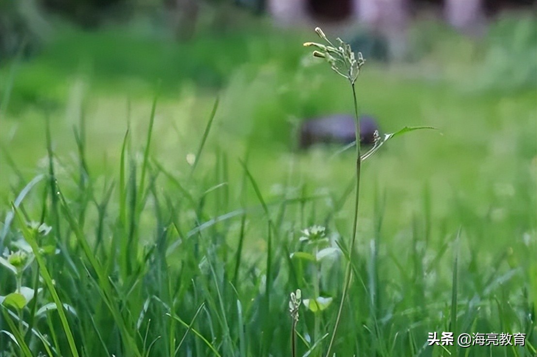 注意！前方一大波春日校园美景来袭