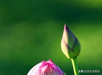 《我与地坛》与《荷塘月色》的经典语句赏析：探寻生命与自然的静谧之美