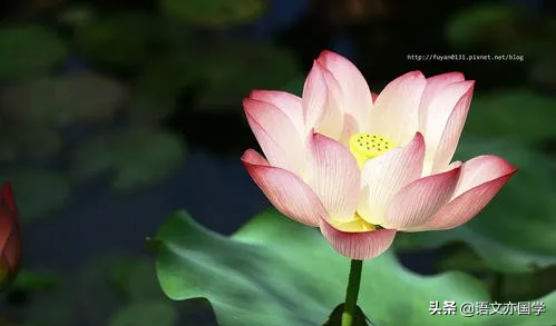 《荷塘月色》《故都的秋》《我与地坛》群文教学应该关注的点