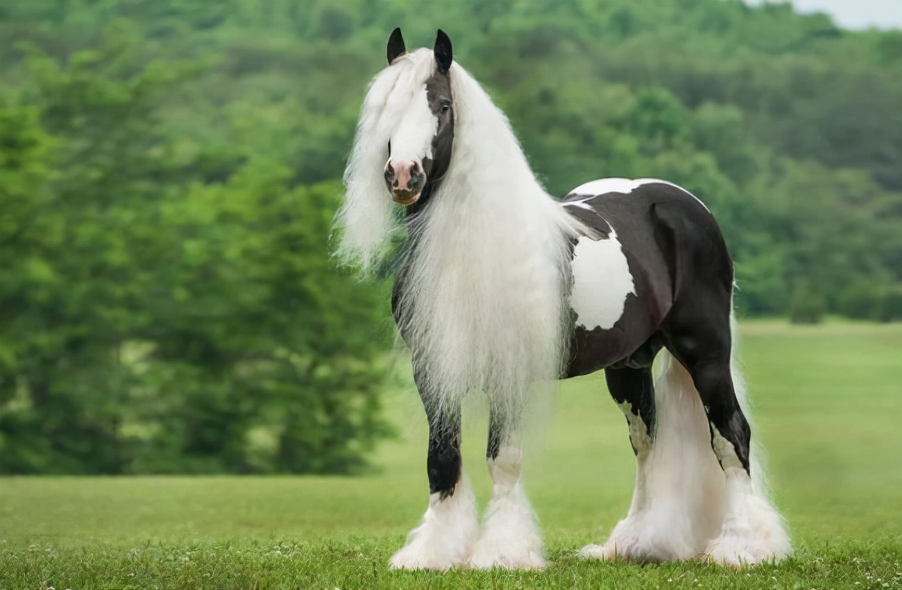 盘点全球八大马匹,一匹马堪比豪车,你认识几种马呢?