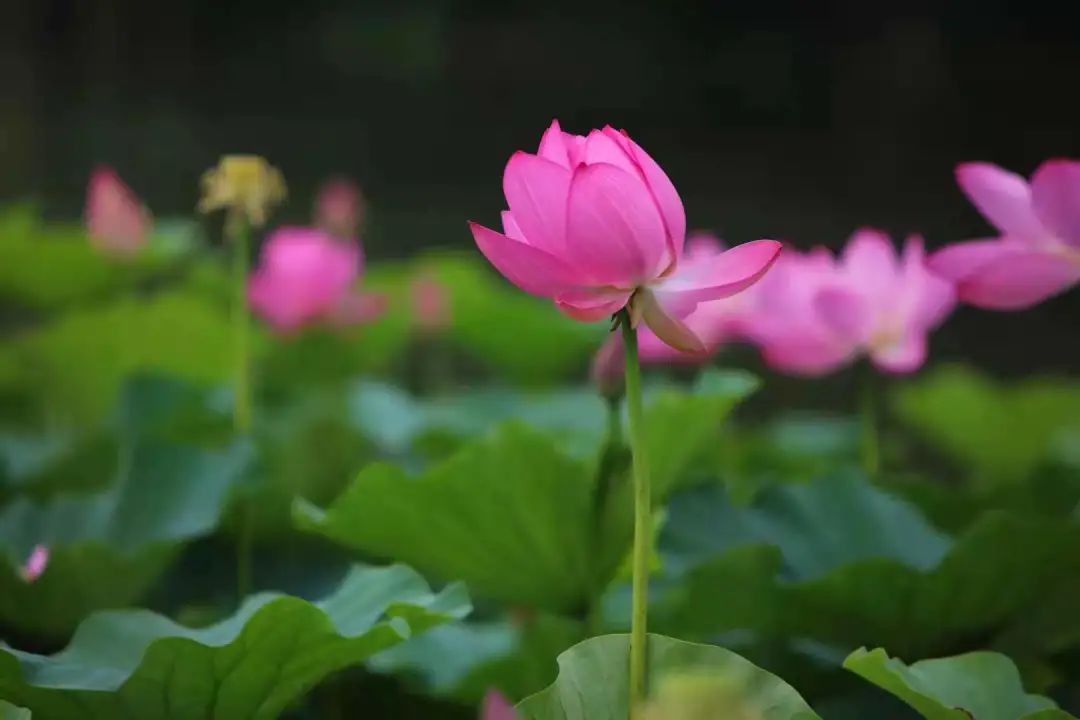 集五湖四海美味，拥四季如画美景！辽宁这所“百年名校”值得报考！