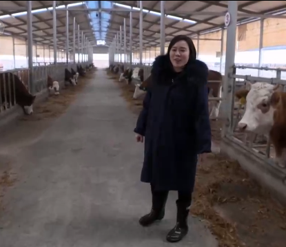 2011年河南富家女回农村养牛，两个月后牛全死光，8年后坐收1.6亿