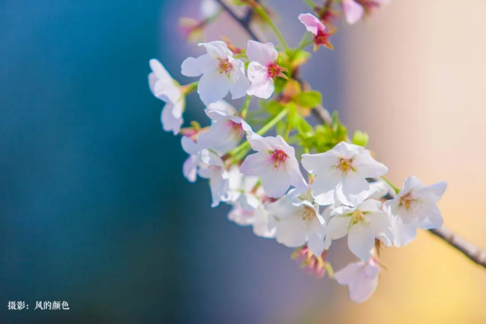 高校校花(高清大图来袭！湖北高校“最美校花”新鲜出炉！颜值超高，惊艳众人！)