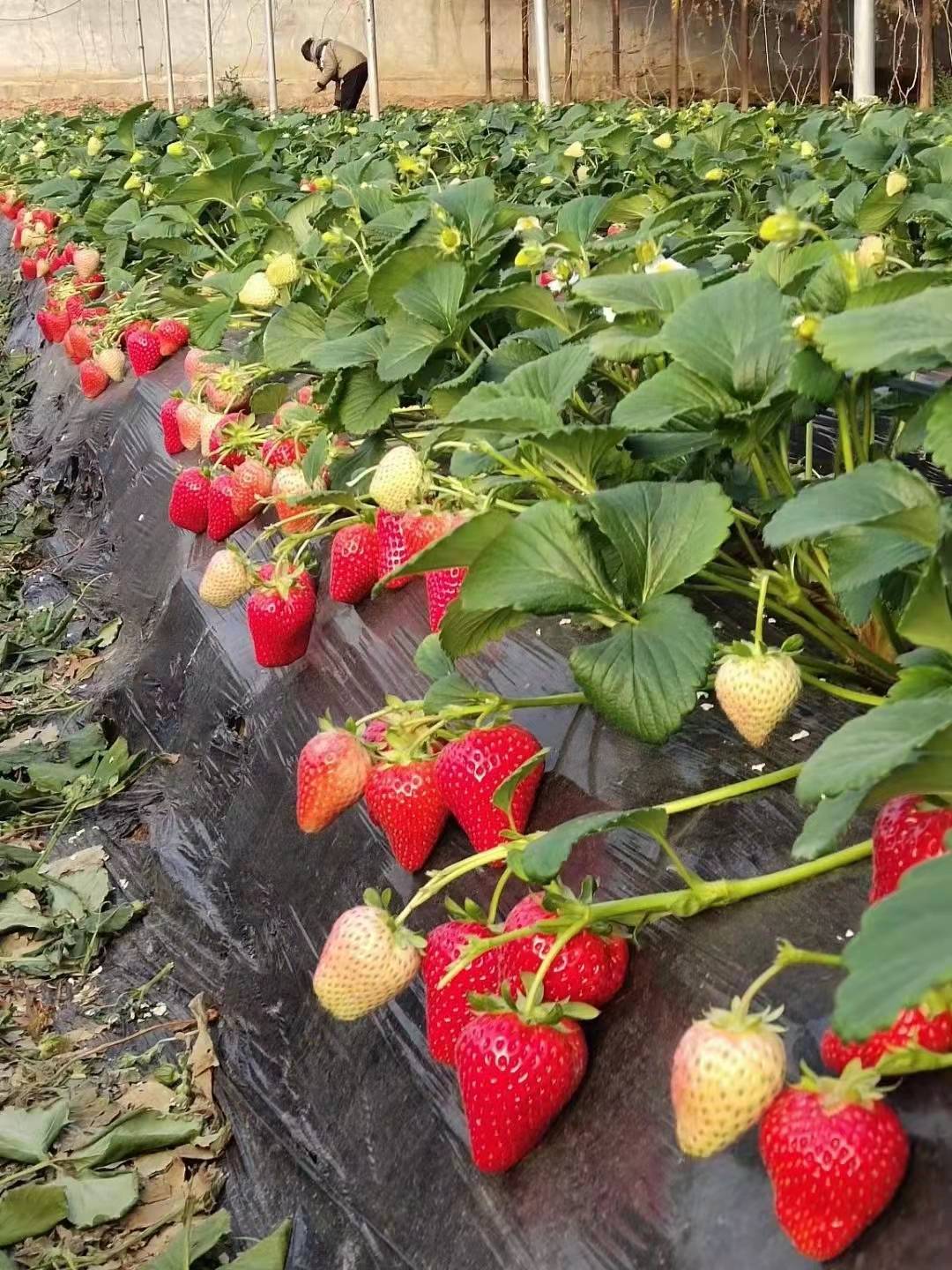 实用，建议收藏！预防草莓土传病害的岛本酵素微生物套餐肥来了