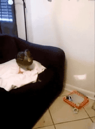 我妈让我把鱼解冻，结果打游戏没注意煮熟了怎么办？