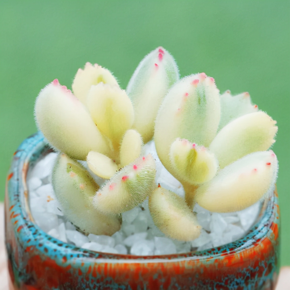 多肉植物介绍(100种多肉图鉴,比花还美,你认识几种?