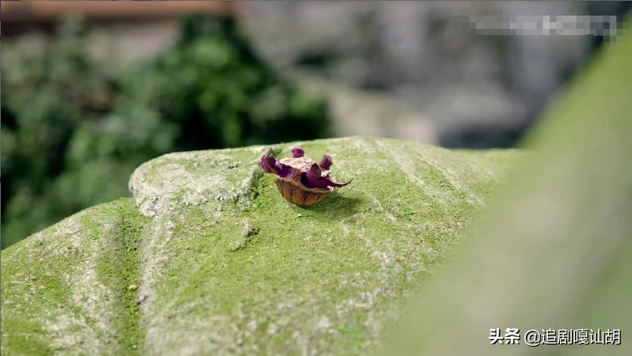 《沉香如屑》为什么形象高冷内敛的应渊，那么热衷于翻乌龟？