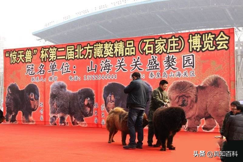 被炒到4000万的藏獒，如今沦为火锅食材，谁戳破了藏獒市场的泡沫